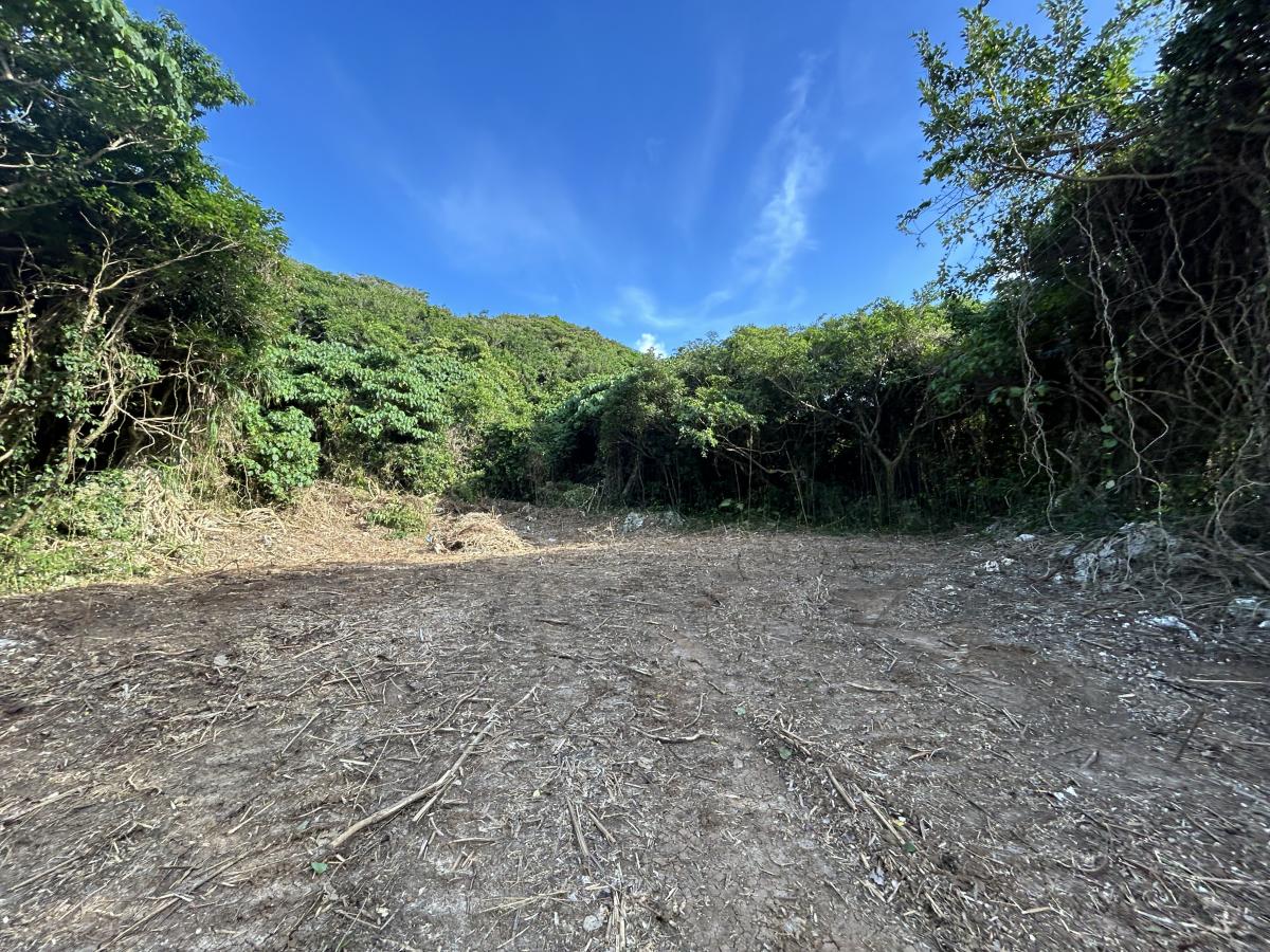 古宇利島土地／樹木伐採済み